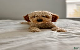 Mini Goldendoodle dogs for sale: Phoebe - Image 2
