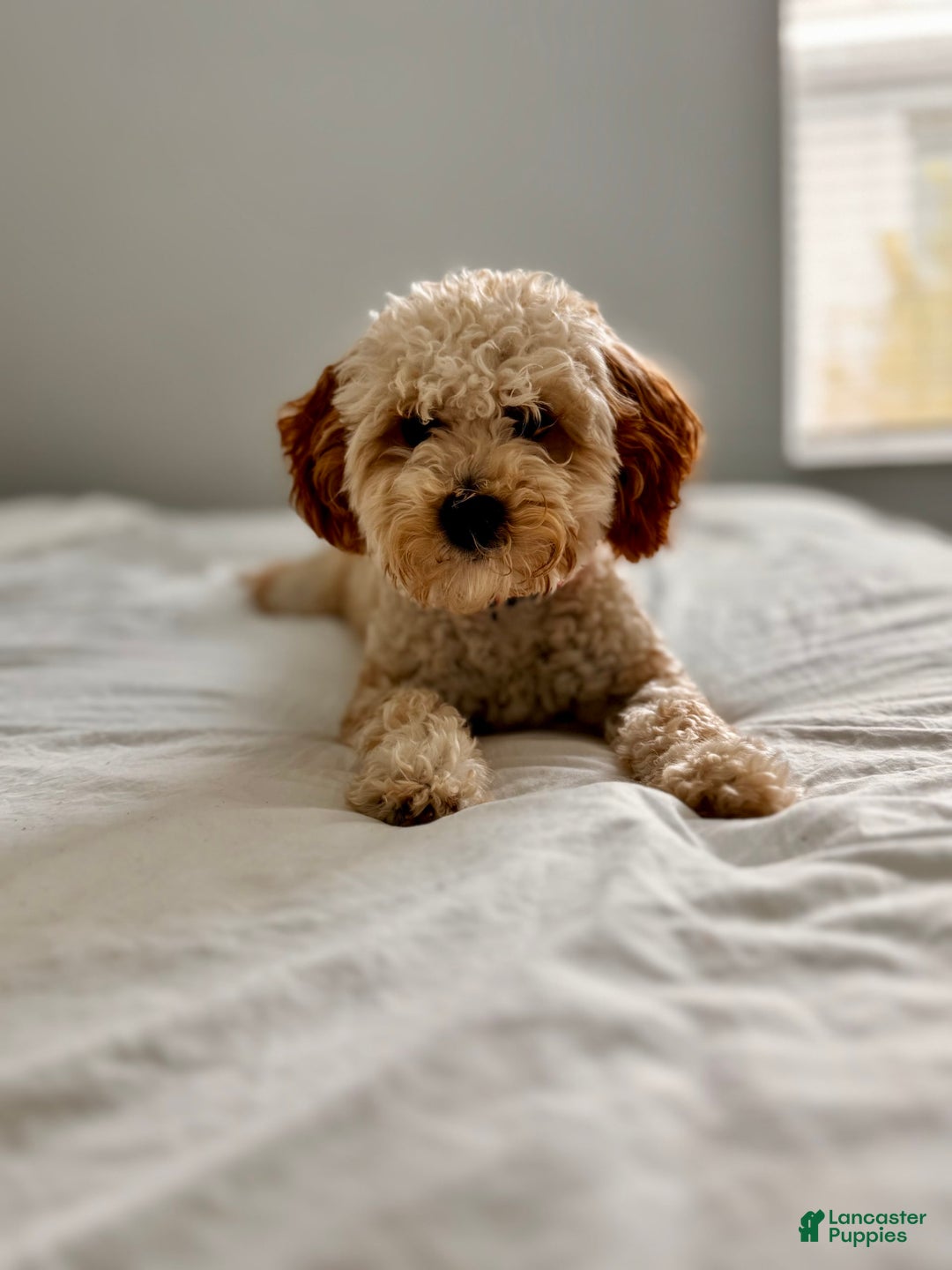Mini Goldendoodle dogs for sale: Phoebe - Image 2