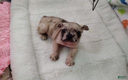 French Bulldog dogs for sale: Loki Akc - Image 4