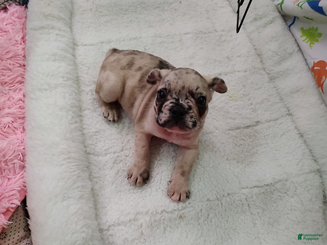 French Bulldog dogs for sale: Loki Akc - Image 4