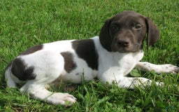 German Shorthaired Pointer dogs for sale: Marko - Image 4