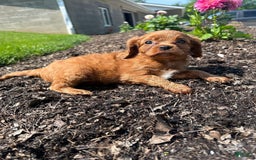 Cavapoo dogs for sale: Laker - Image 1