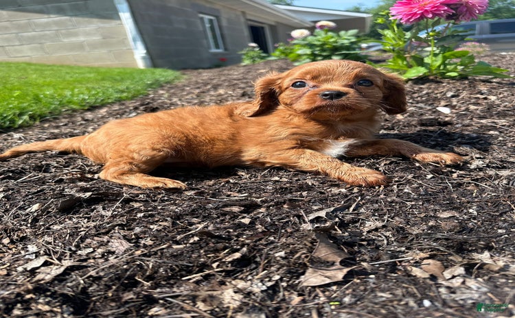 Cavapoo dogs for sale - Ad 5
