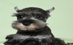Miniature Schnauzer dogs for sale: Ike - Image 9