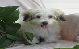 Morkie dogs for sale: Oliver - Image 3