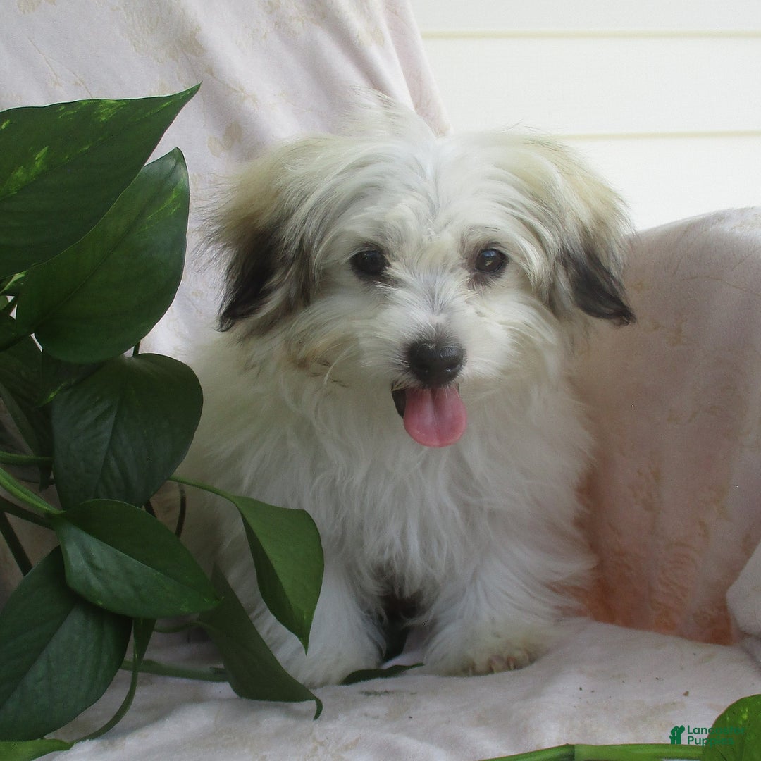 Morkie dogs for sale: Oliver - Image 3