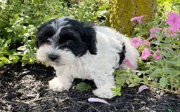 Havanese dogs for sale: Ben - Image 3