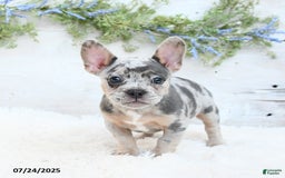 French Bulldog dogs for sale: Tulip - Image 4