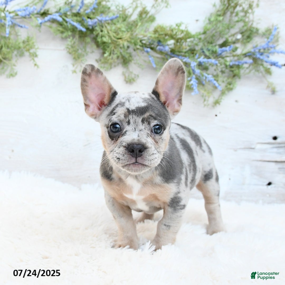 French Bulldog dogs for sale: Tulip - Image 4