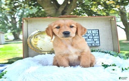 Golden Retriever dogs for sale: Allie - Image 14