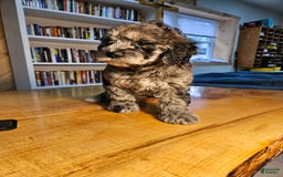 Portuguese Water Dog dogs for sale: Merlin - Image 2
