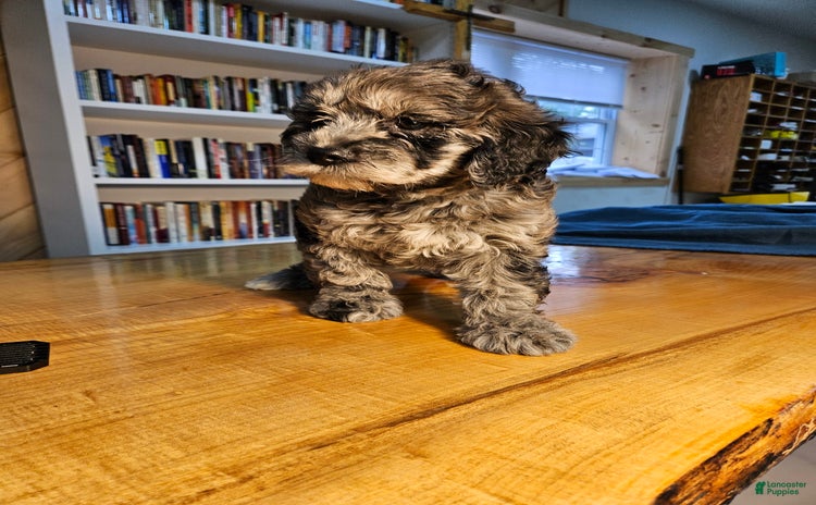 Portuguese Water Dog dogs for sale - Ad 2