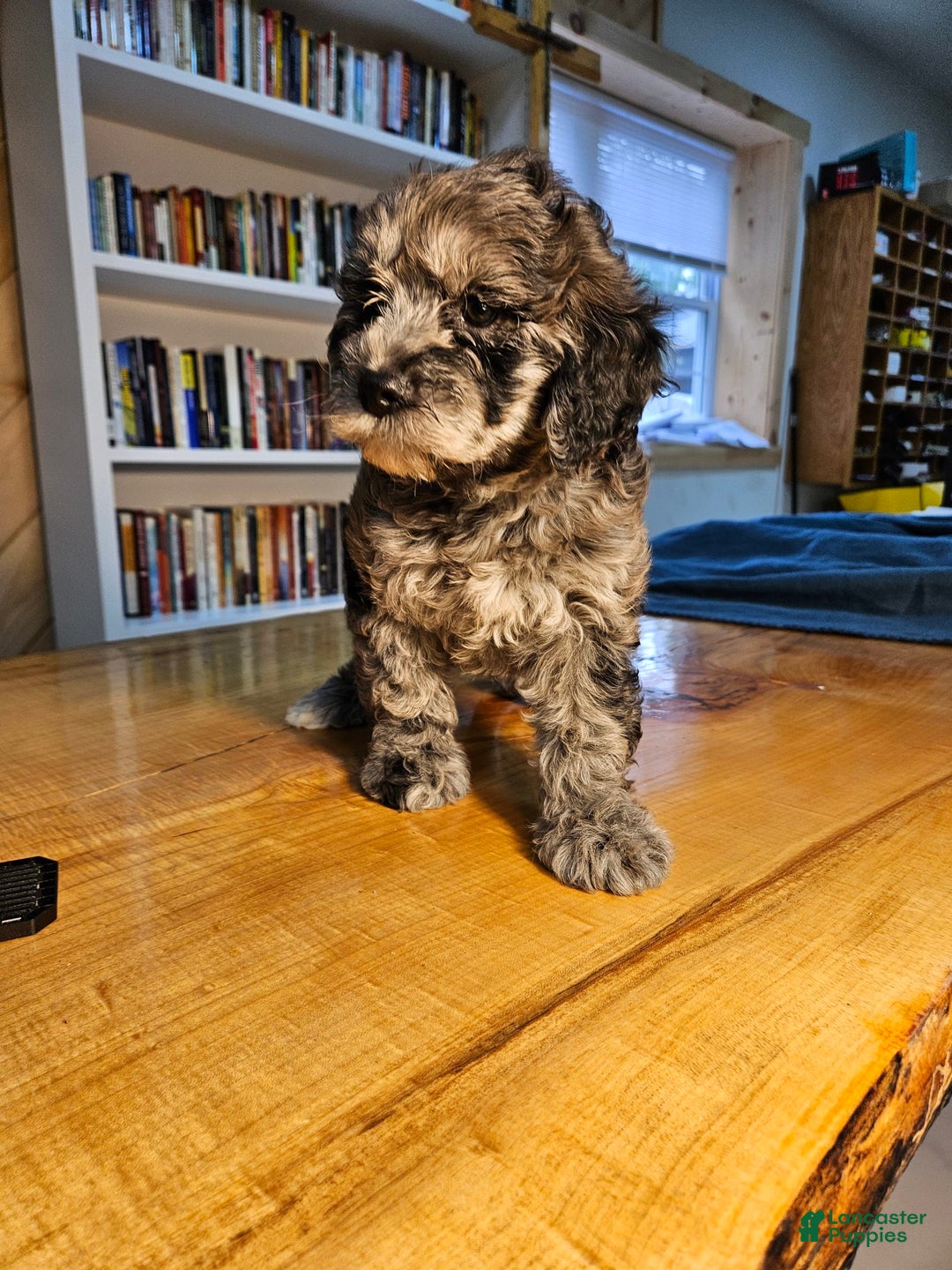 Portuguese Water Dog dogs for sale: Merlin - Image 2