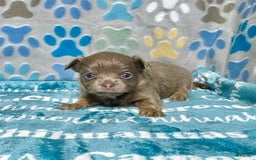 Chihuahua dogs for sale: Tobias Lavender Long Coat - Image 18