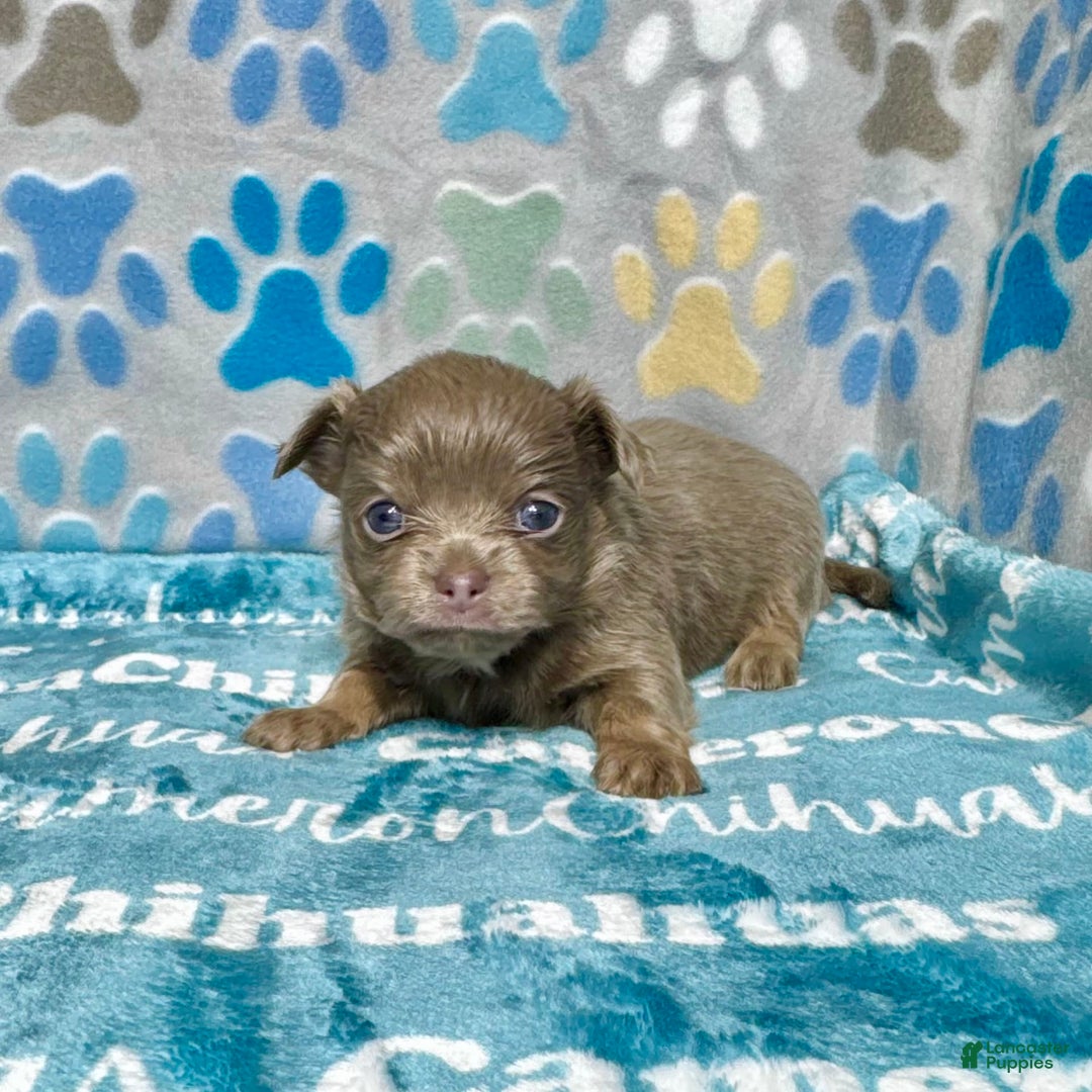 Chihuahua dogs for sale: Tobias Lavender Long Coat - Image 18