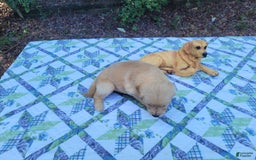 Golden Retriever dogs for sale: SHELLY - Image 7