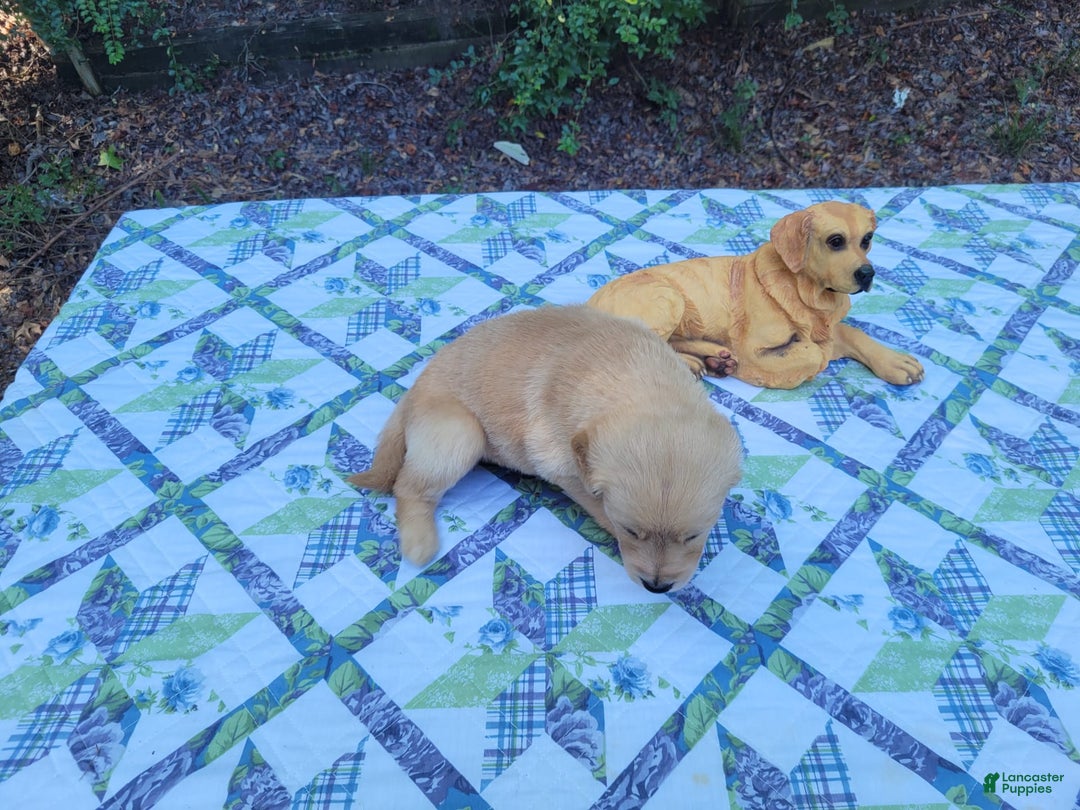 Golden Retriever dogs for sale: SHELLY - Image 7
