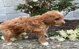 Mini Goldendoodle dogs for sale: Jack - Image 7
