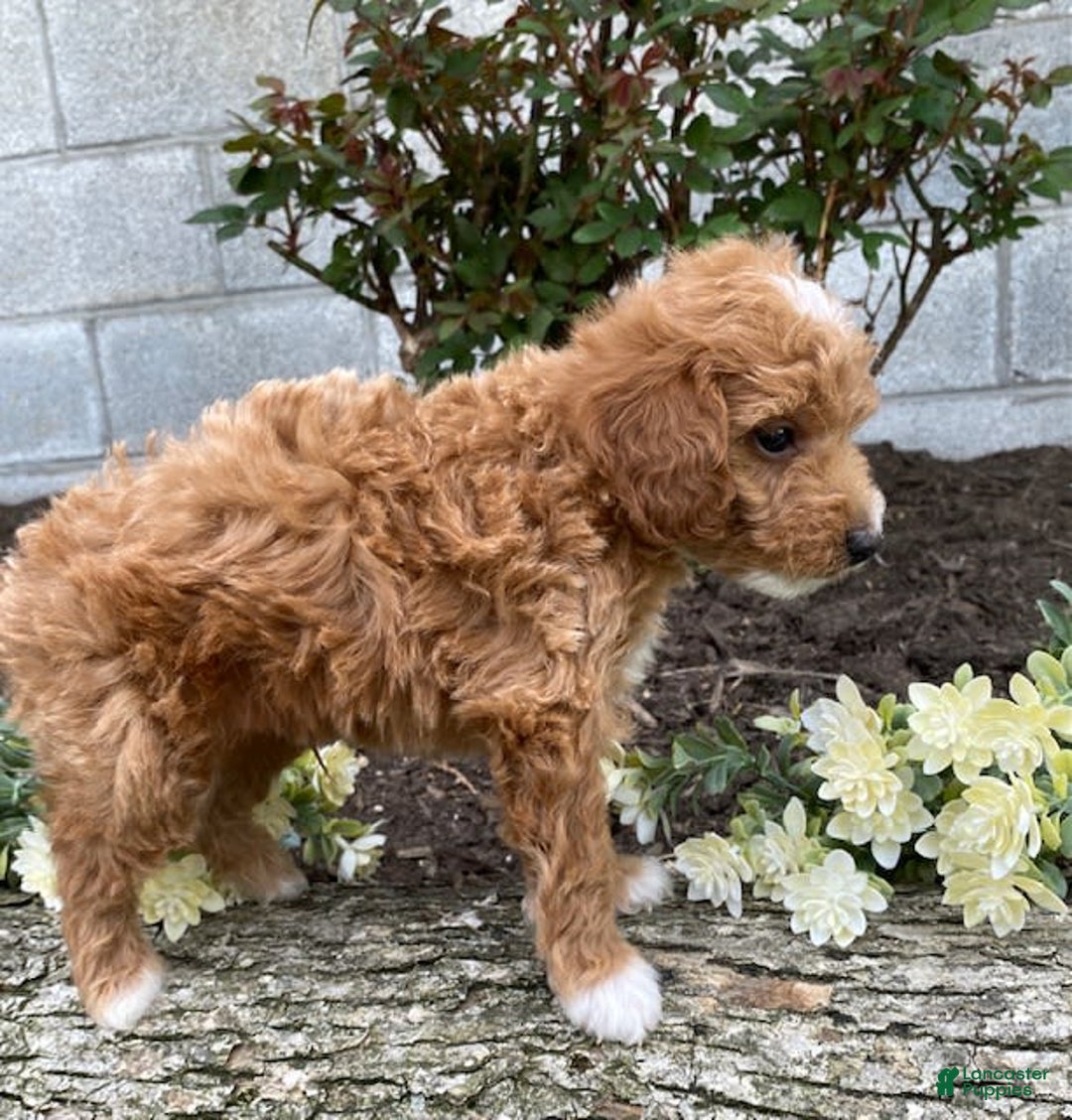 Mini Goldendoodle dogs for sale: Jack - Image 7