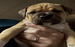 American Pit Bull Terrier dogs for sale: Pincess - Image 30