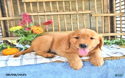 Golden Retriever dogs for sale: Golden Retriever 11 puppies - Image 34