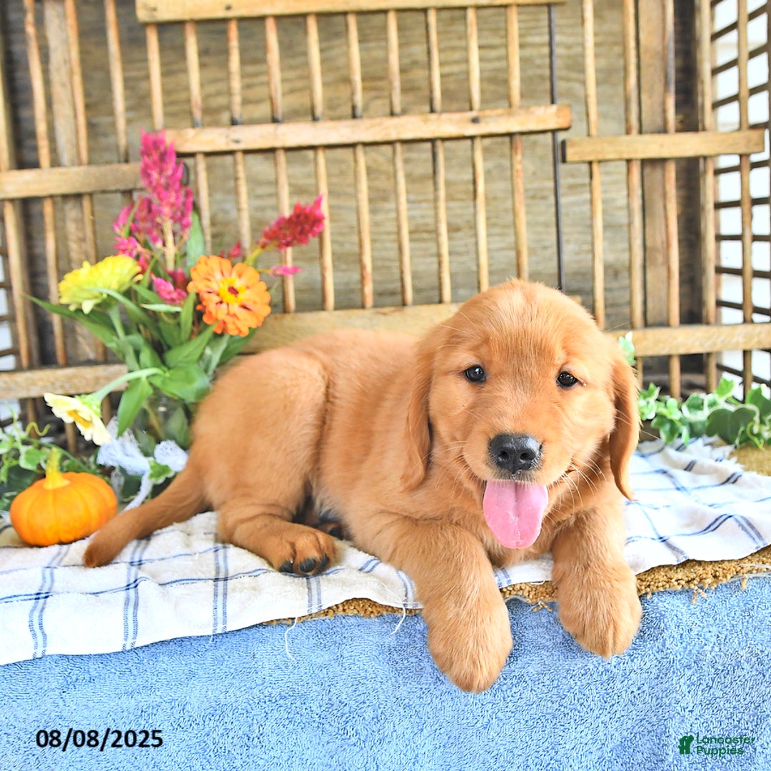 Golden Retriever dogs for sale: Golden Retriever 11 puppies - Image 34