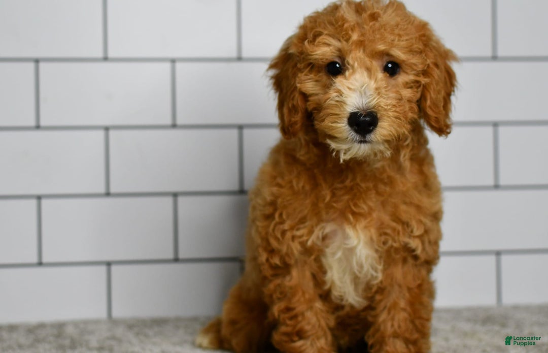 Mini Goldendoodle dogs for sale: Lucy - Image 10