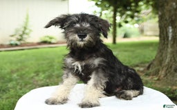 Miniature Schnauzer dogs for sale: Jett - Image 2