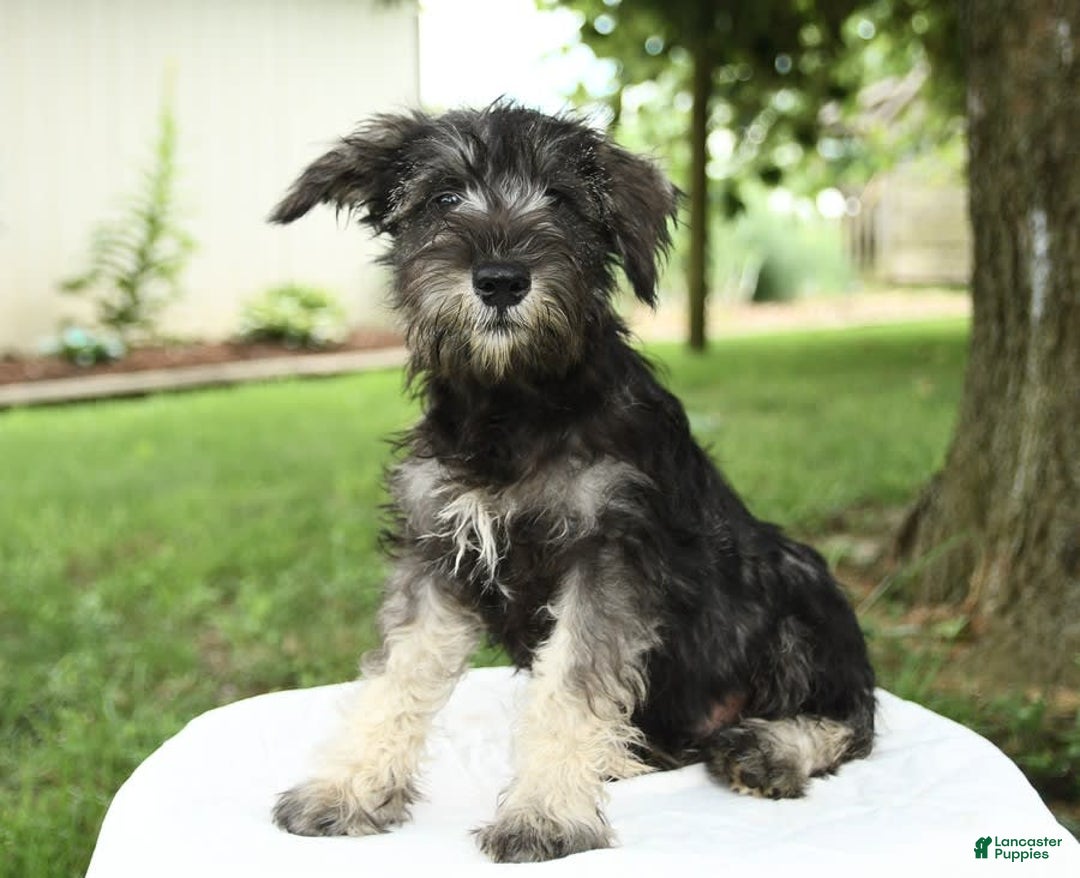 Miniature Schnauzer dogs for sale: Jett - Image 2