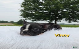 Boston Terrier dogs for sale: Vinny - Image 5