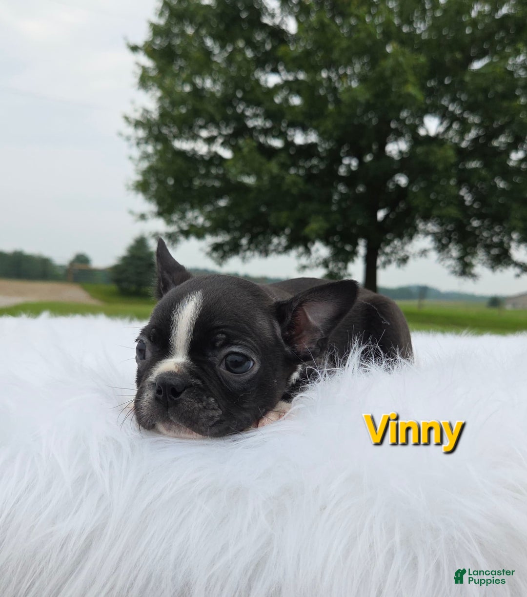 Boston Terrier dogs for sale: Vinny - Image 5