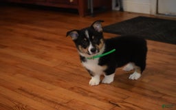 Welsh Corgi Pembroke dogs for sale: Mr Green - Image 8