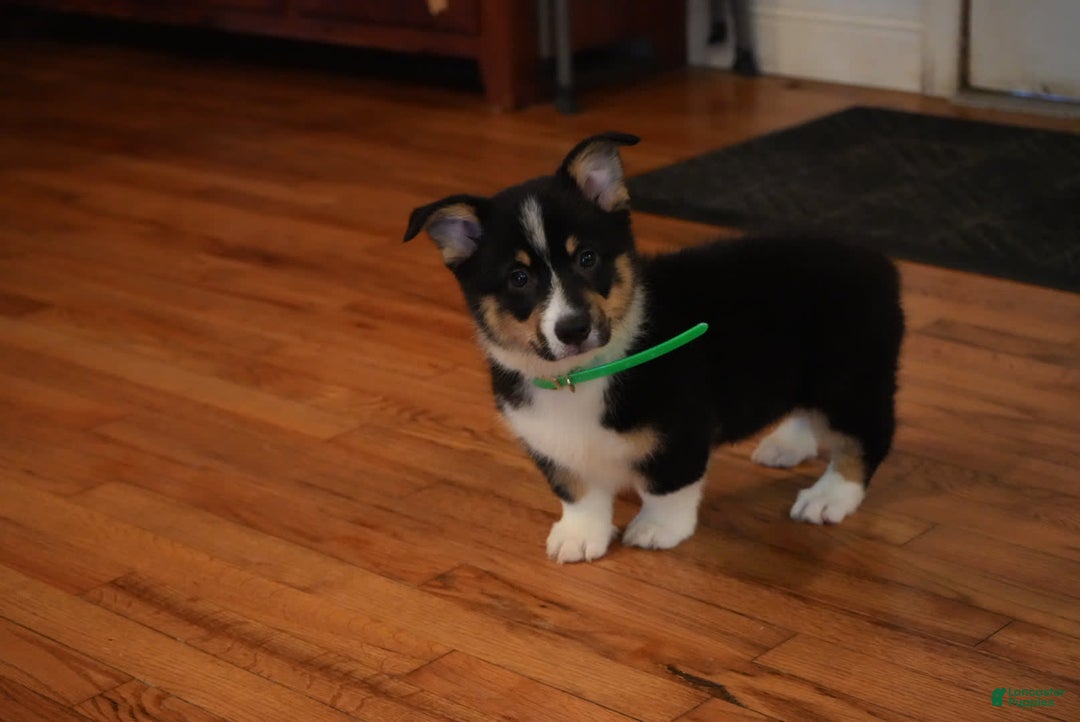 Welsh Corgi Pembroke dogs for sale: Mr Green - Image 8