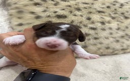 Bernedoodle dogs for sale: Mae - Image 10
