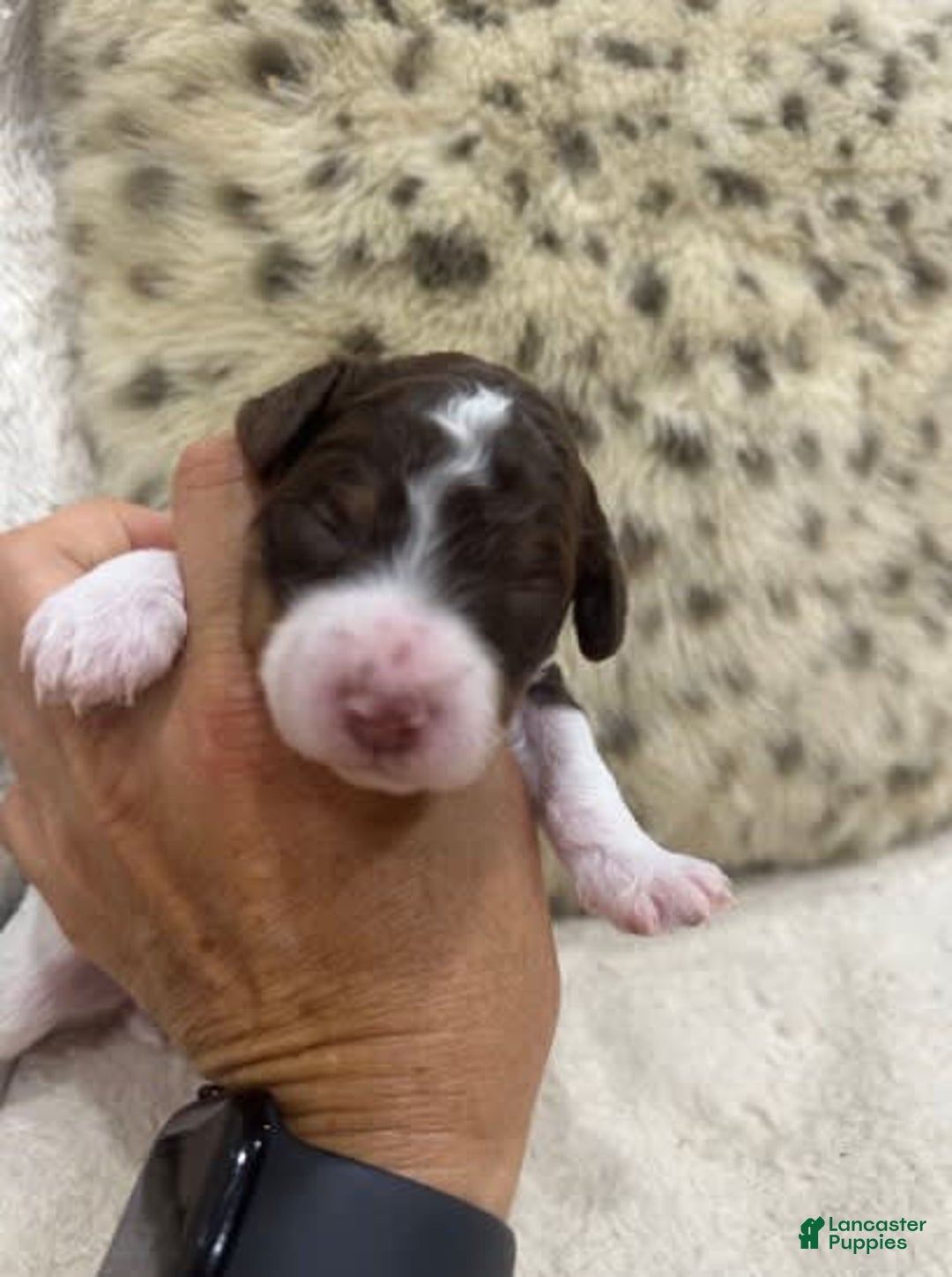 Bernedoodle dogs for sale: Mae - Image 10