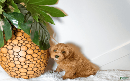 Cavapoo dogs for sale: Zeke - Image 3