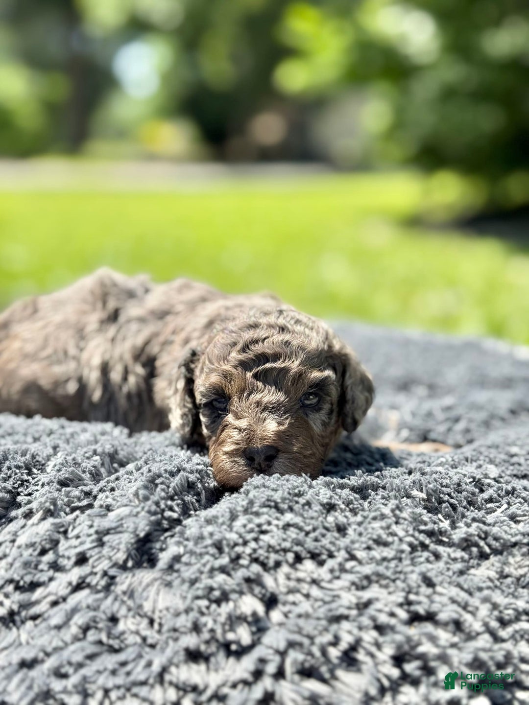 Miniature Poodle dogs for sale: Raya - Image 9