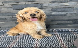 Cocker Spaniel dogs for sale: Tara - Image 13
