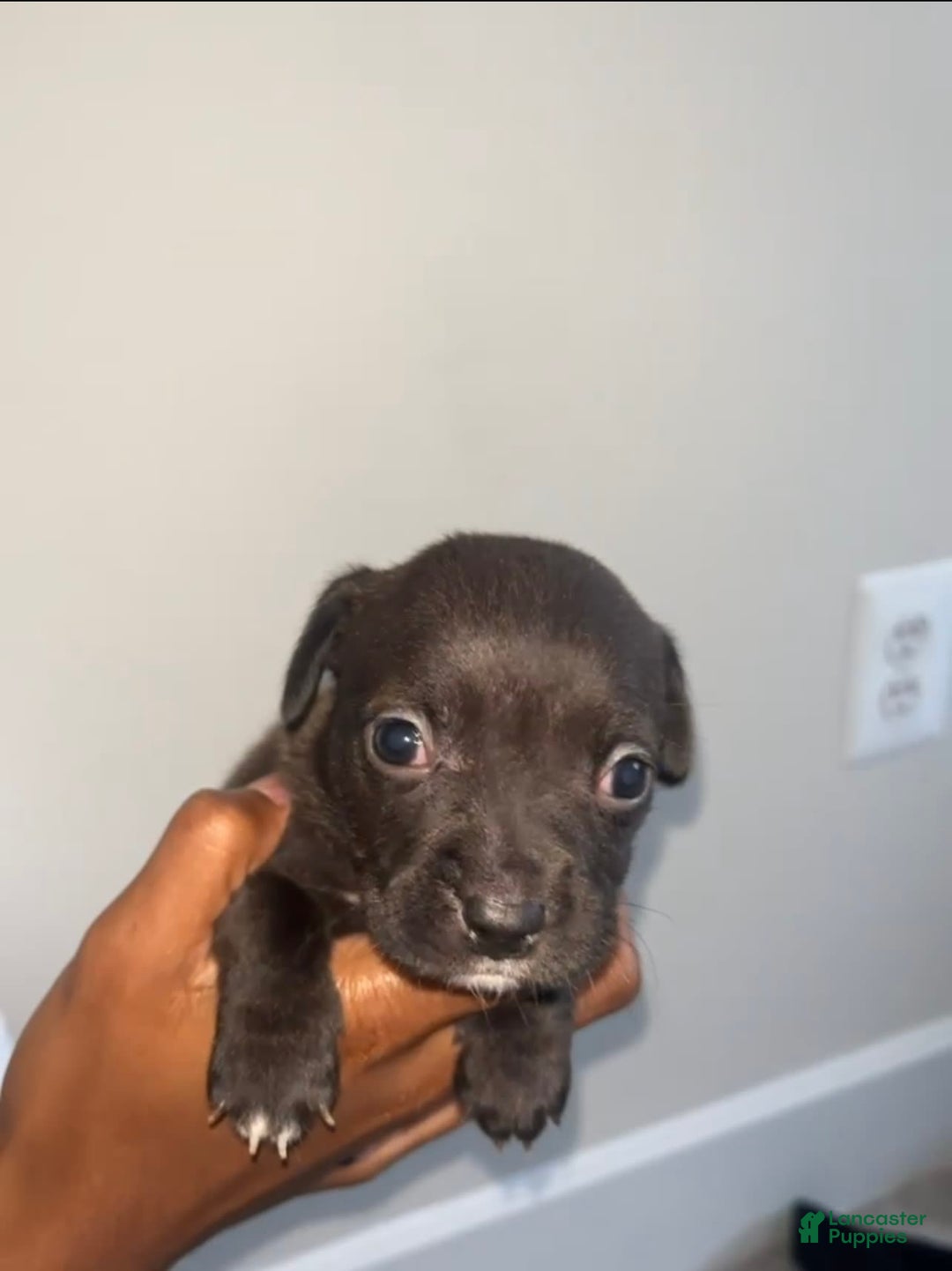 American Pit Bull Terrier dogs for sale: Yang - Image 3