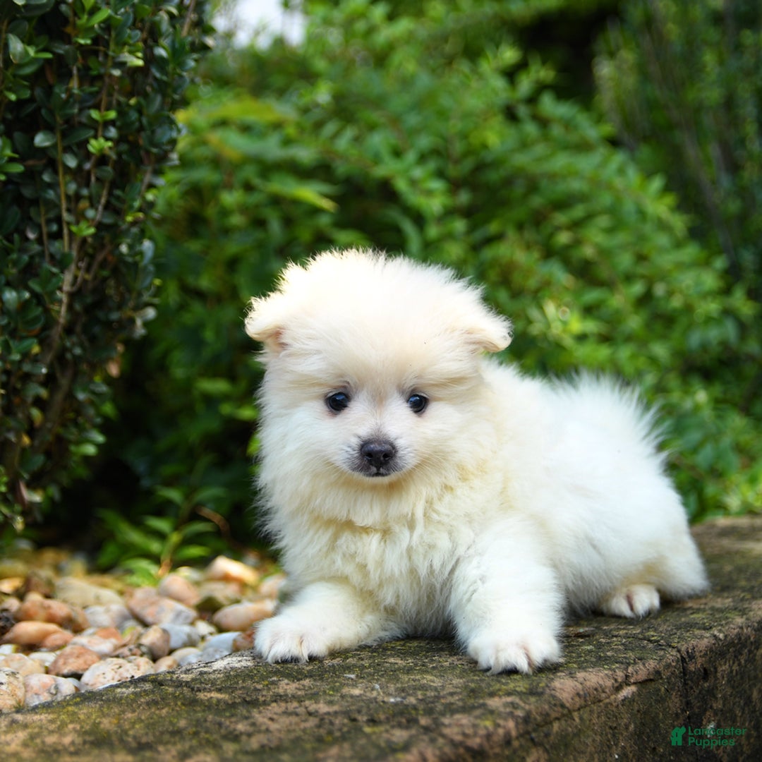Pomeranian dogs for sale: Gizmo - Image 3