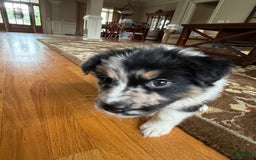 Australian Shepherd dogs for sale: Pineapple - Image 6