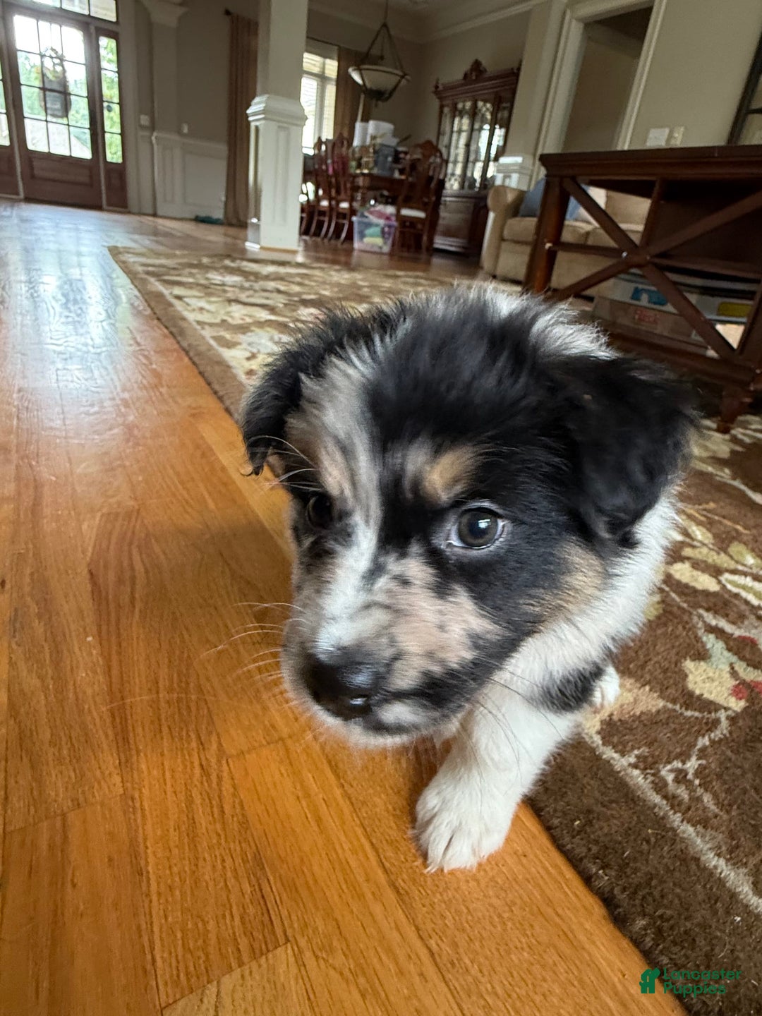 Australian Shepherd dogs for sale: Pineapple - Image 6
