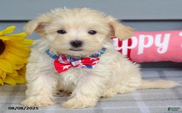 Maltipoo dogs for sale: Mason - Image 10