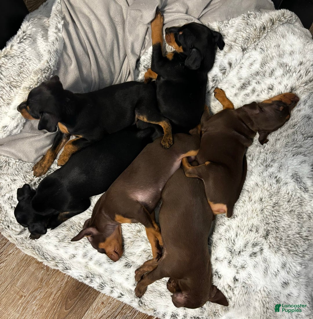 Miniature Pinscher dogs for sale: Willow - Image 1