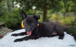German Shepherd dogs for sale: Tracy - Image 5