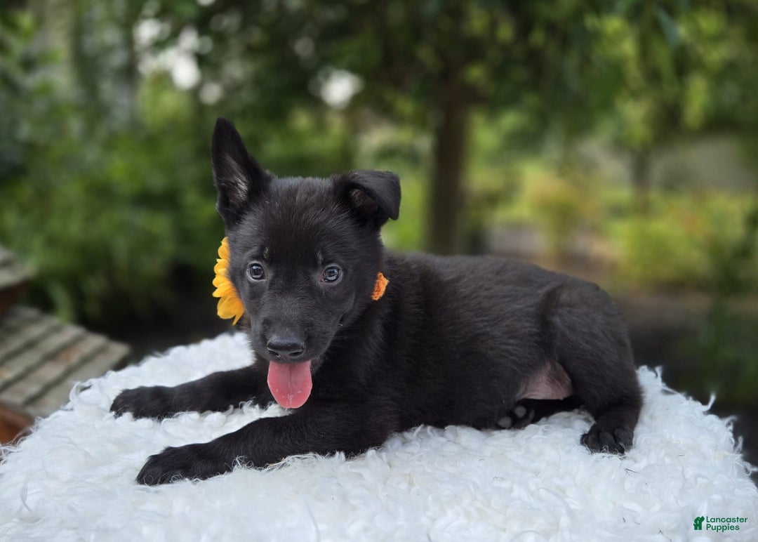 German Shepherd dogs for sale: Tracy - Image 5