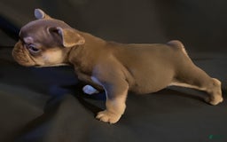 French Bulldog dogs for sale: Nova - Image 10