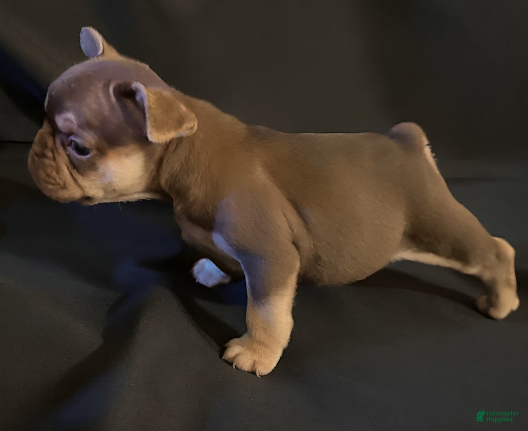 French Bulldog dogs for sale: Nova - Image 10