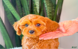 Cavapoo dogs for sale: Isaiah - Image 1