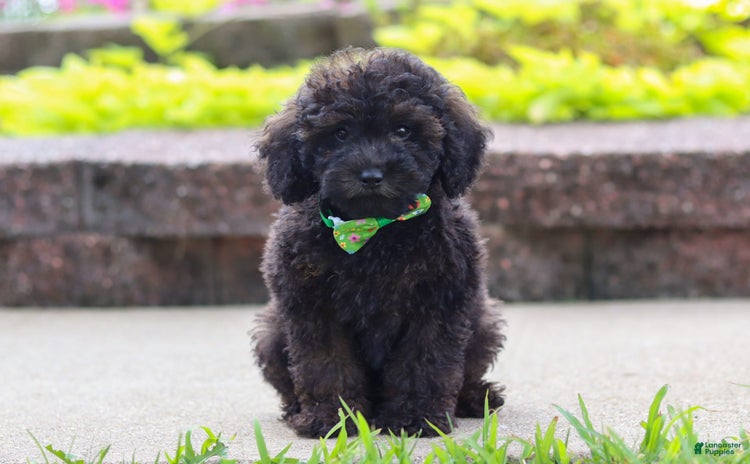 Miniature Poodle dogs for sale - Ad 3